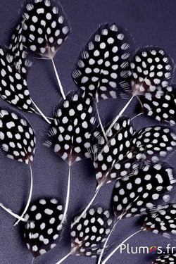 Petali in piume - 5-8 cm x 2-3 cm - naturale